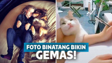 foto gemas binatang