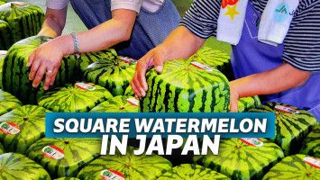 semangka kotak jepang