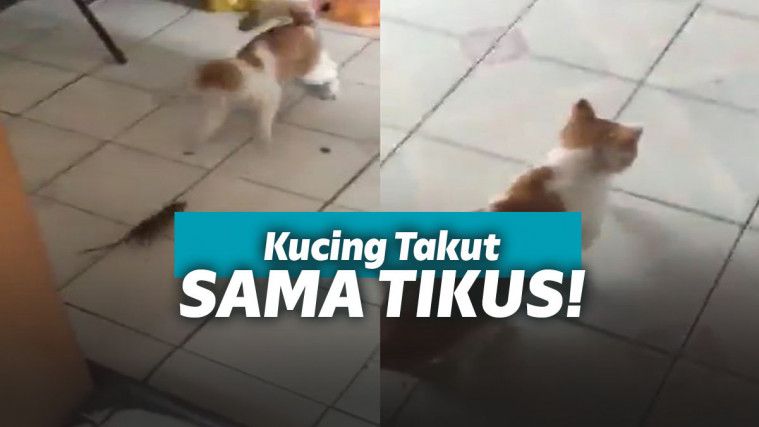 Kocak! Kucing ini berlari ketakutan karena dikejar tikus