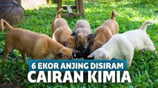 Ilustrasi anak anjing