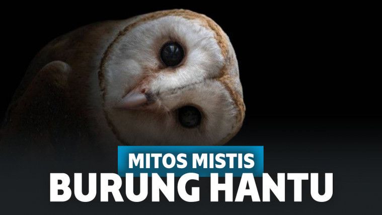 Mitos Mistis Tentang Burung Hantu Dari Beragam Bangsa