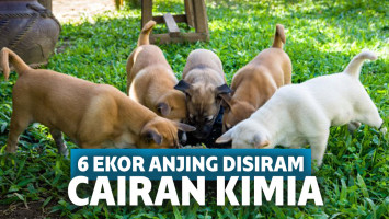 Ilustrasi anak anjing