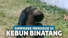 Viral Simpanse Merokok di Kebun Binatang, Pegawai: Manusia Saja Sudah Merokok Puluhan Tahun