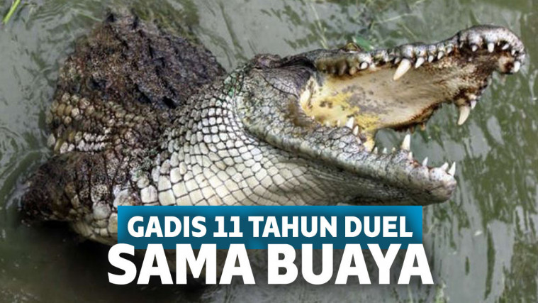 Ilustrasi buaya