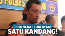 Pria di Bali Ditangkap usai Nekat Maling Ayam Satu Kandang, Netizen: Go Big or Go Home