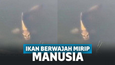 Ikan berwajah manusia
