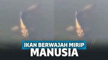 Ikan berwajah manusia
