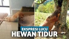 Deretan Ekspresi Hewan yang Tertidur Pulas Ini Ngegemesin Banget!
