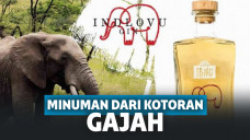 Gajah Afrika