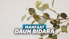 manfaat daun bidara