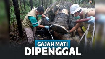 Gajah Jadi Korban Perburuan