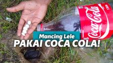 Memancing lele pakai cola dan mentos
