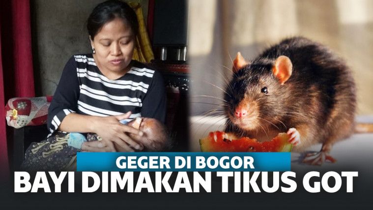 Ditinggal ke WC Sebentar, Bayi Berumur 40 Hari di Bogor Jadi Santapan Tikus Got