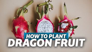 cara menanam buah naga