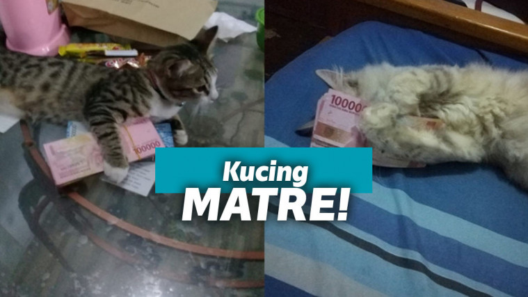 Kucing matre