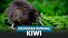 Selain Jadi Burung yang Paling Setia, Inilah Fakta Unik dari Burung Kiwi!