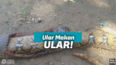 Pertarungan hidup mati antar ular