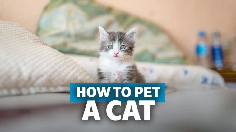 Cara Merawat Kucing Biar Makin Sehat dan Lucu