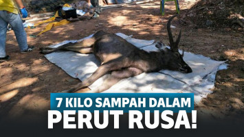 Rusa Thailand