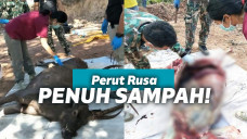 Sampah di perut rusa