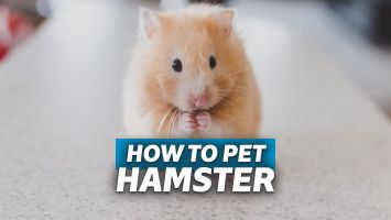 cara merawat hamster