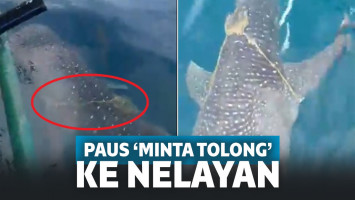 Penyelamatan Ikan Paus