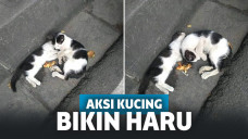 Terharu! Kucing Ini Bawakan Makanan untuk Saudaranya yang Kelaparan, Ternyata Sudah Mati