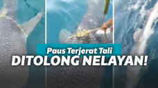 Ikan paus minta tolong nelayan