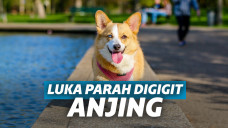 Luka Akibat Gigitan Anjing