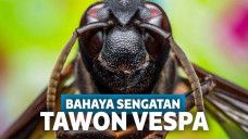 Sengatan tawon vespa bisa sebabkan kematian