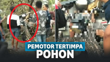 Pemotor Tewas Mengenaskan Saat Terobos Hujan Angin, Tubuhnya Tertancap Pohon Tumbang!