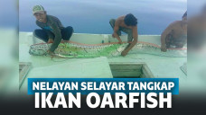 Kemunculan oarfish