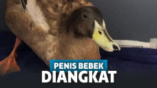 Penis bebek terpaksa diangkat