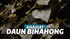 daun binahong