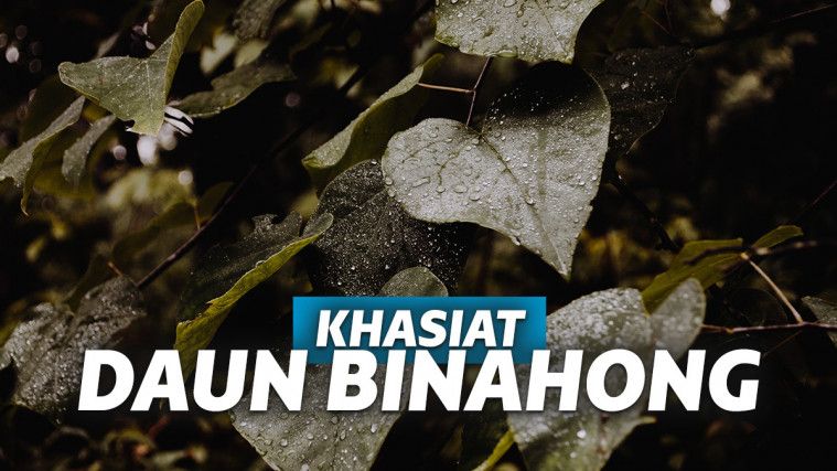 daun binahong