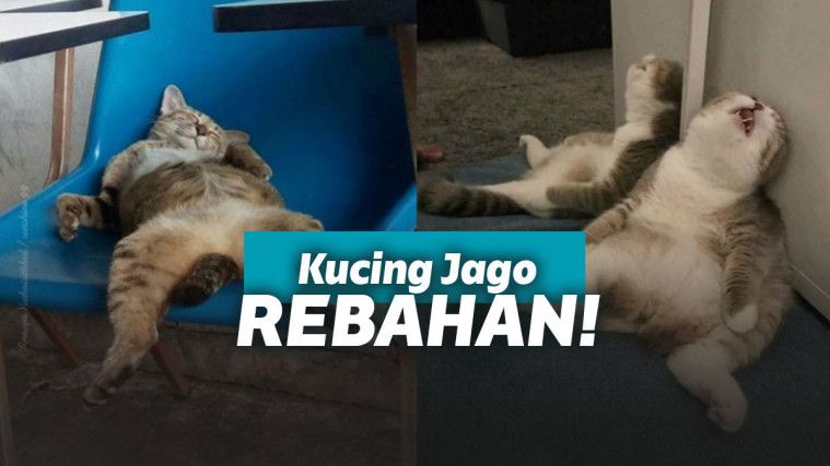 Kucing merupakan sobat rebahan