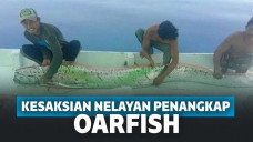 Nelayan berhasil tangkap oarfish