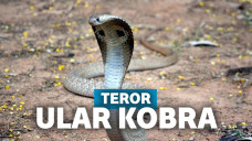ular kobra