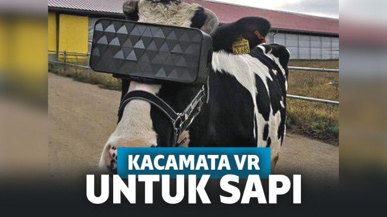 Kacamata VR untuk Sapi