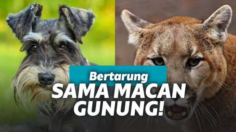 Singa gunung vs Anjing