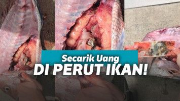 Uang di dalam tubuh ikan