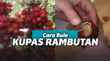 Bule mengupas rambutan