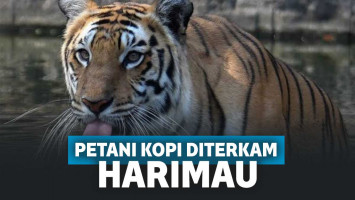 Harimau terkam petani kopi