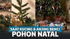 hewan peliharaan hancurkan pohon natal