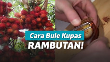 Bule mengupas rambutan