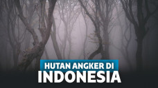 Mengerikan! Inilah 5 Hutan Indonesia yang Mampu Raibkan Manusia!