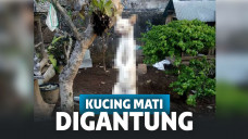 Sadis! Viral Foto Kucing Digantung Secara Keji hingga Mati, Pria Ini Diburu Polisi