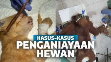 Penganiayaan Hewan