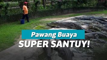 Ilustrasi memberi makan buaya