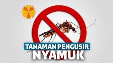 Tanaman Pengusir Nyamuk
